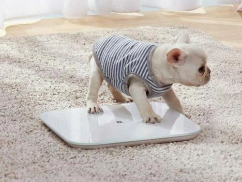 Обзор умных весов Xiaomi Mi Body Composition Scale 2